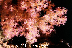 Corals - Dendronephthya Sp. by Vito Lorusso 